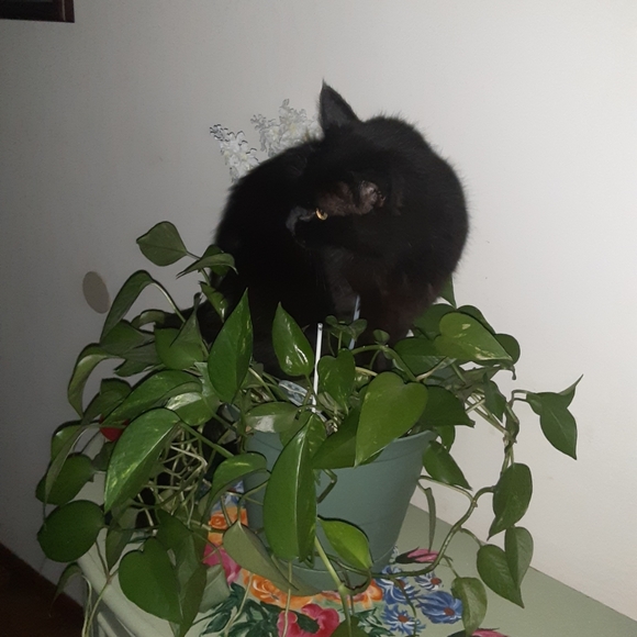 louella_g785